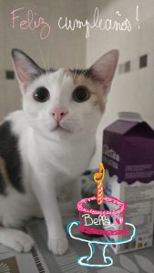 chat